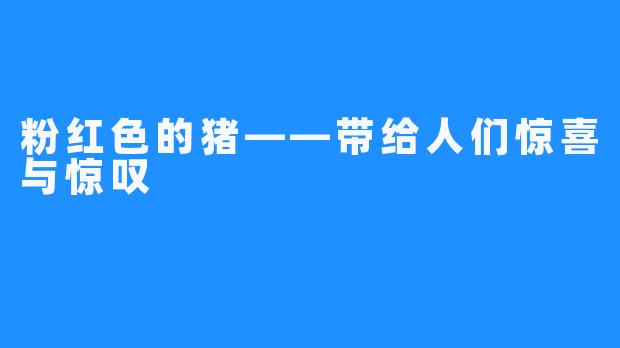 粉红色的猪——带给人们惊喜与惊叹