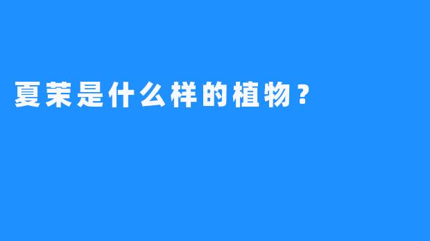 夏茉是什么样的植物？