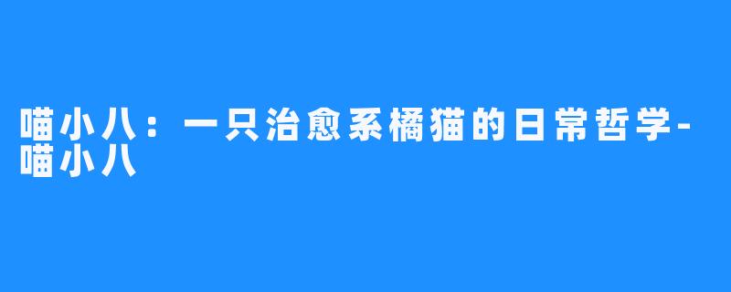 喵小八:一只治愈系橘猫的日常哲学-喵小八